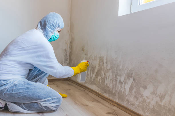 Licensed Basement Mold Remediation service in Avondale, PA - WQB Mold Removal